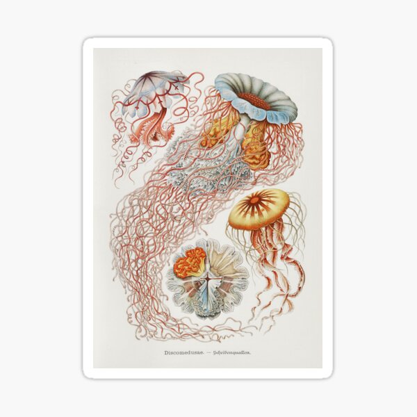 Marine Life Sticker