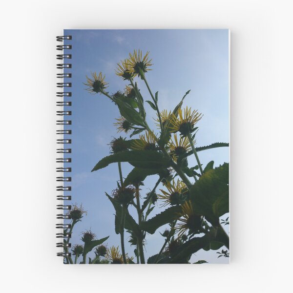 Item preview, Elecampane in flower 1 designed and sold by paulboizot.