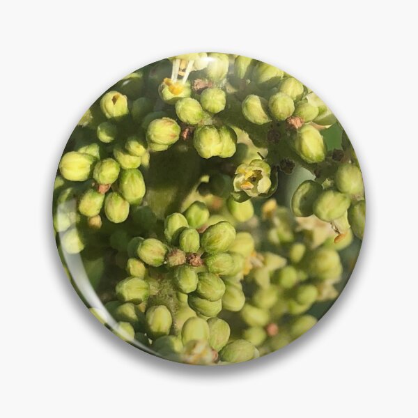 Item preview, Walnut Tree Buds Flowers  designed and sold by Kaushal Pal.