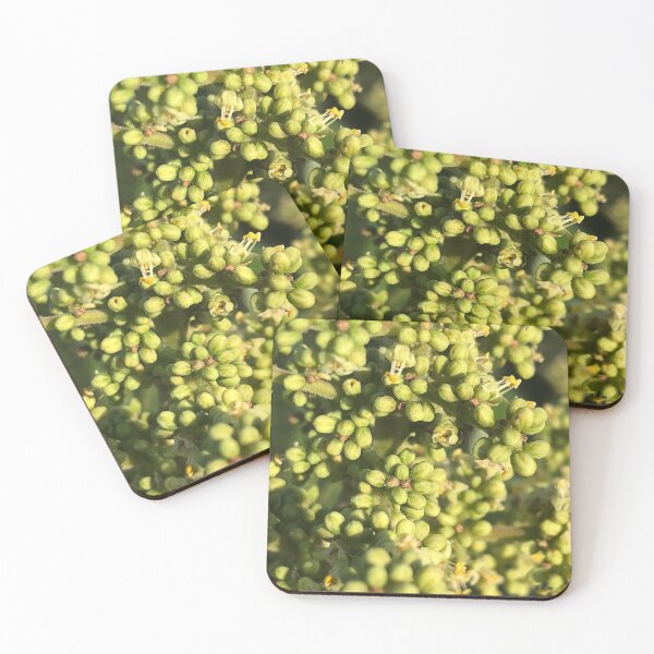 Item preview, Walnut Tree Buds Flowers  designed and sold by Kaushal Pal.