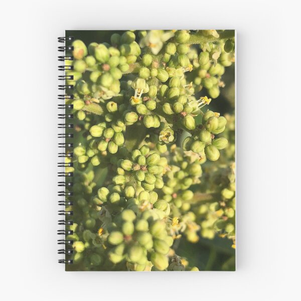 Item preview, Walnut Tree Buds Flowers  designed and sold by Kaushal Pal.