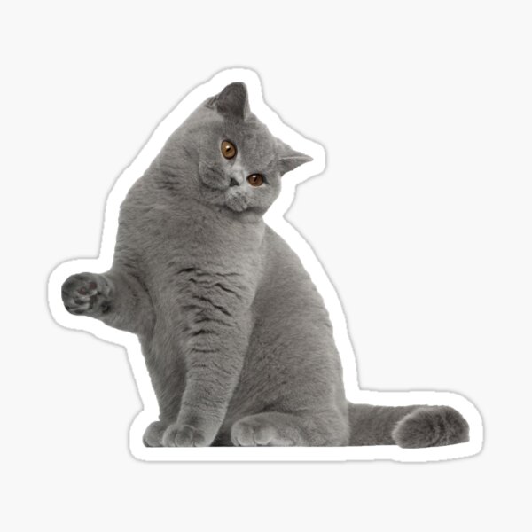 Golden British Shorthair Gifts Merchandise For Sale Redbubble