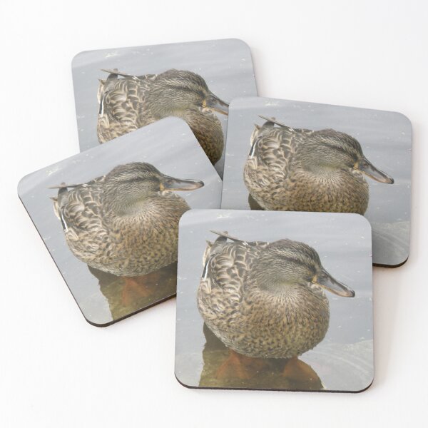 Item preview, Female Mallard Duck in Shallow Water Photograph designed and sold by naturegallery.