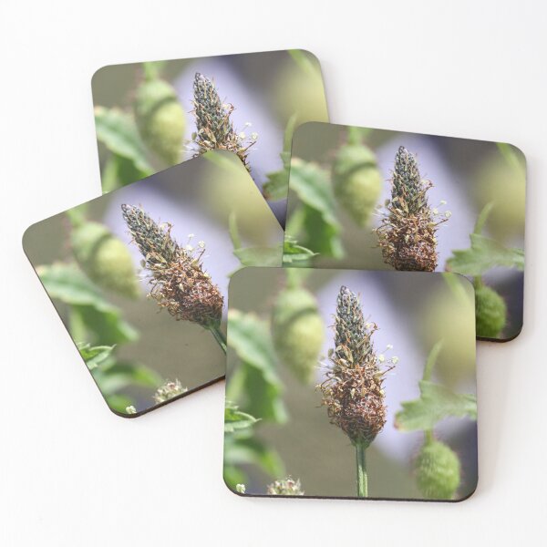 Item preview, Plantain flower designed and sold by GreyFeatherPhot.
