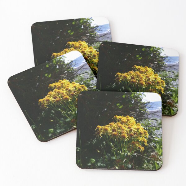 Item preview, Ragwort (Jacobaea vulgaris) designed and sold by IOMWildFlowers.