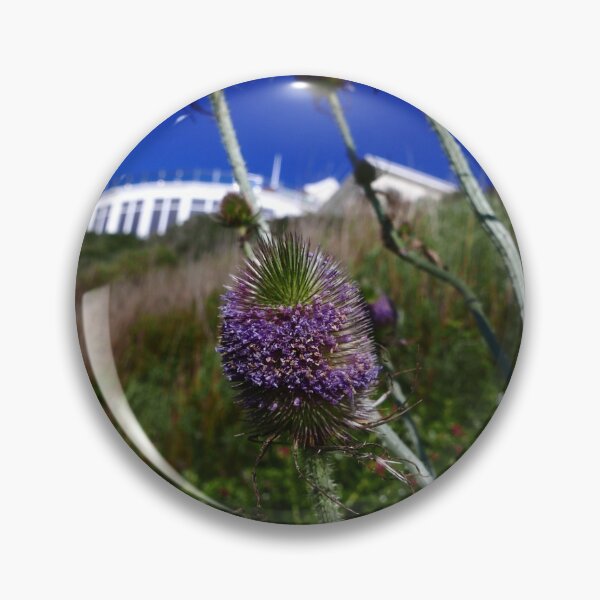 Item preview, Common Teasel (Dipsacus fullonum) designed and sold by IOMWildFlowers.