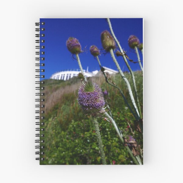 Item preview, Common Teasel (Dipsacus fullonum) designed and sold by IOMWildFlowers.