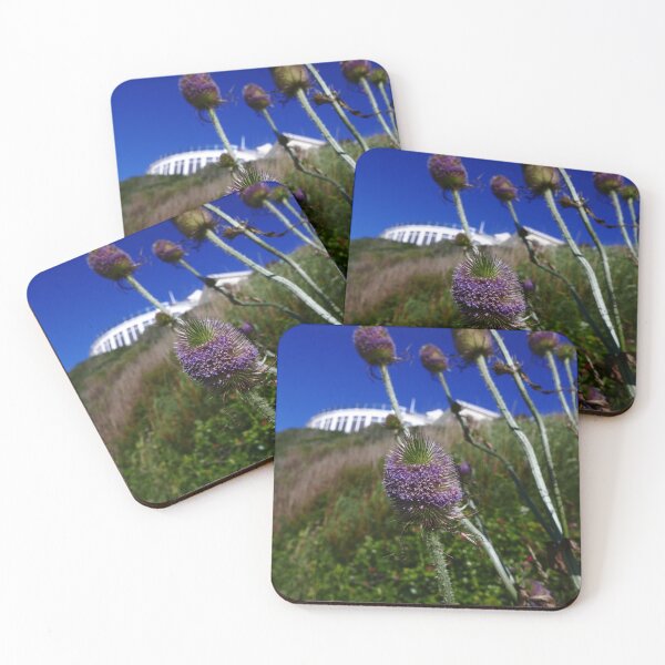 Item preview, Common Teasel (Dipsacus fullonum) designed and sold by IOMWildFlowers.
