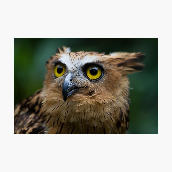 The Owl Stare Photographic Print