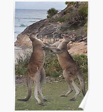 Boxing kangaroos on the beach Poster
