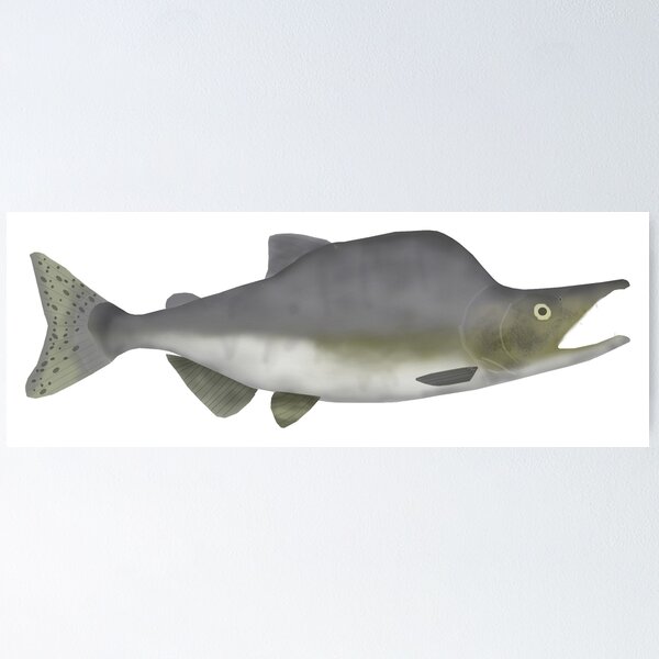 Item preview, Pink (Humpy) Salmon - Spawning Phase designed and sold by fishfolkart.