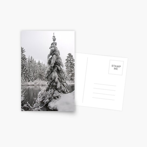 Winter in Algonquin Postcard