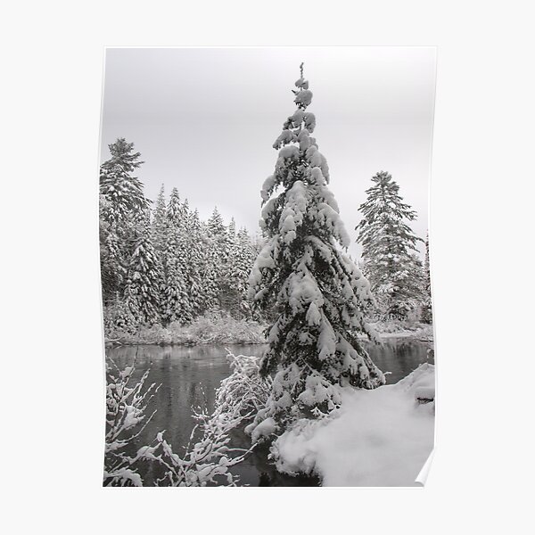 Winter in Algonquin Poster