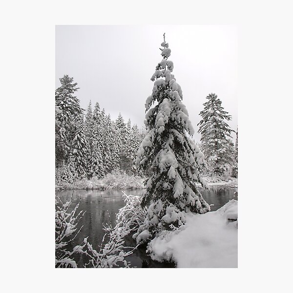 Winter in Algonquin Photographic Print