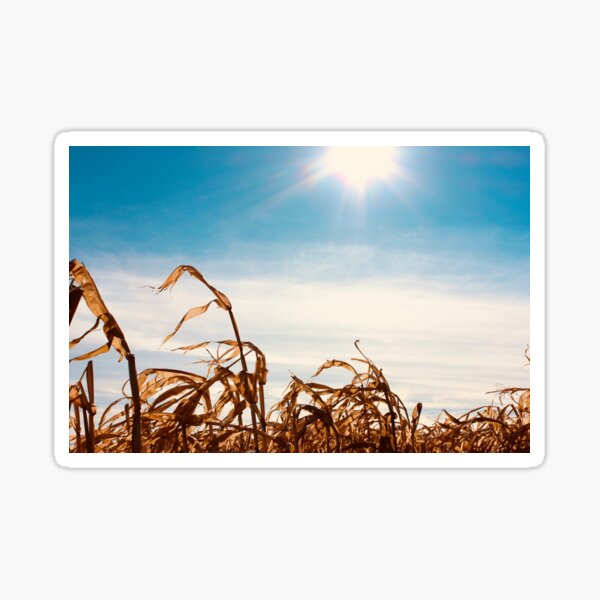 Sunny Fall Corn Field Sticker