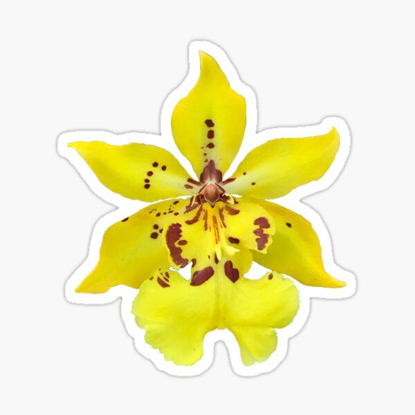 Item preview, Orchid designed and sold by Alceon.