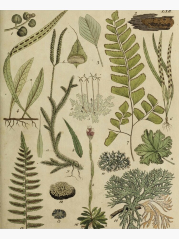 Ferns And Lichen by bluespecsstudio