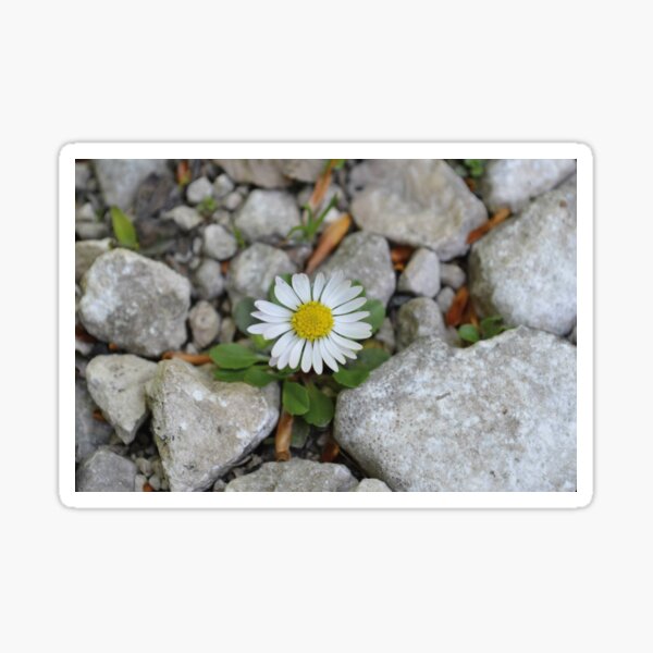 Item preview, Flower designed and sold by Kamya.