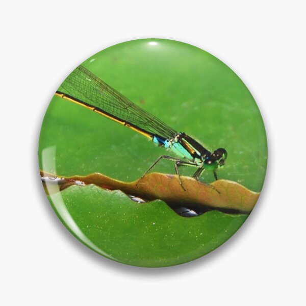 Item preview, DRAGONFLY IN SEARCH | Nature Photo designed and sold by PhotoStory.
