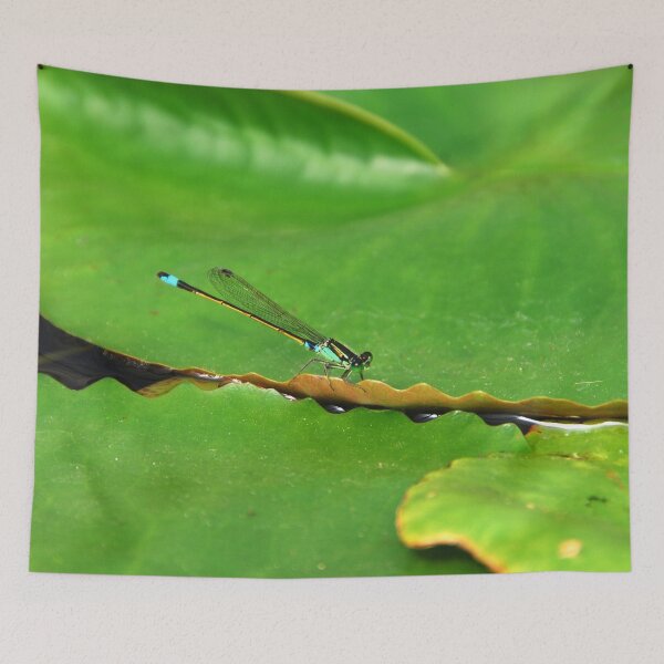 Item preview, DRAGONFLY IN SEARCH | Nature Photo designed and sold by PhotoStory.
