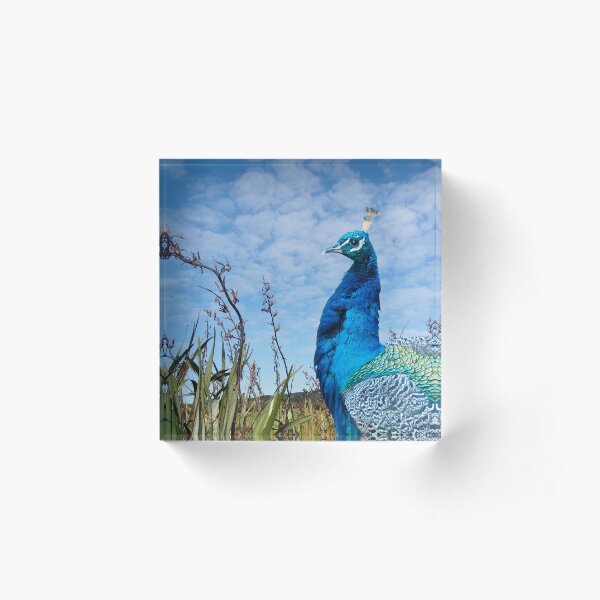 Proud Peacock Acrylic Block