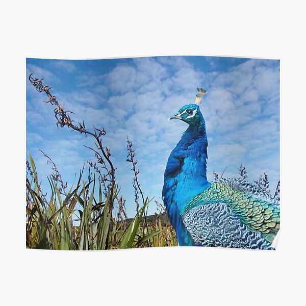 Proud Peacock Poster
