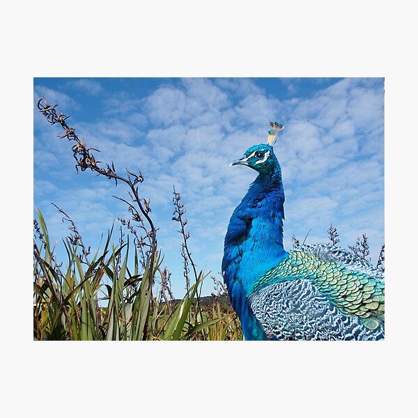 Proud Peacock Photographic Print