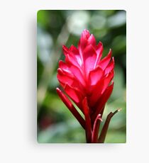 Red Flower Canvas Print