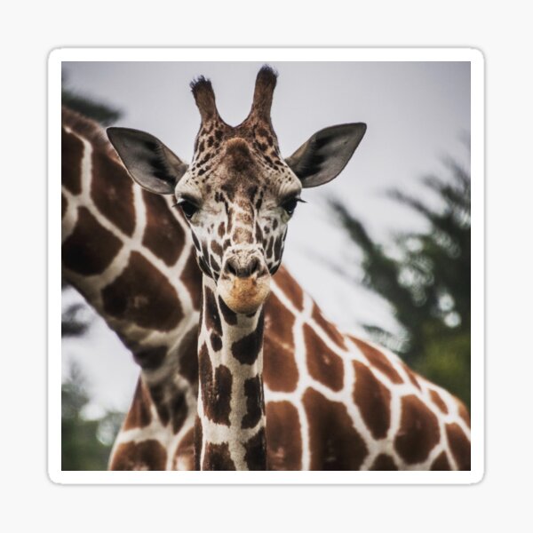 Item preview, Giraffe head Giraffe fur print African Animal  designed and sold by mwagie.