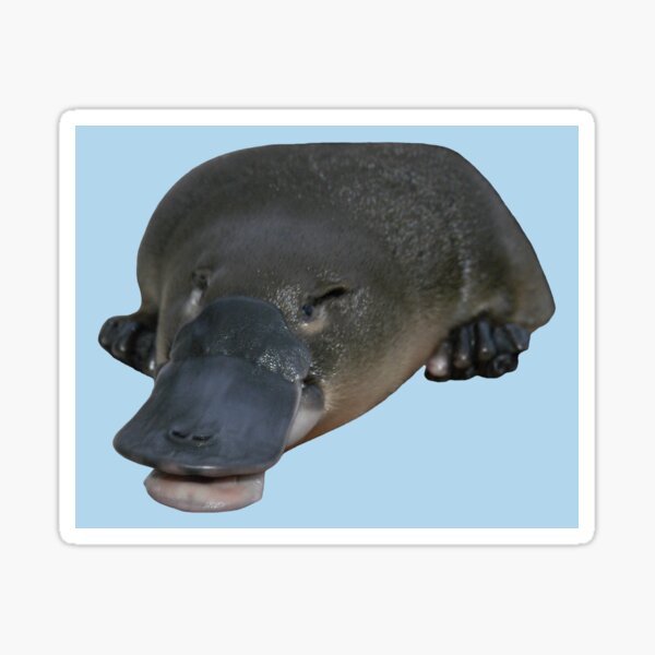 Platypus smiling 2 Sticker