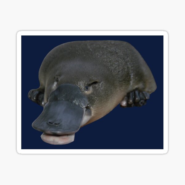 Platypus smiling 3 Sticker