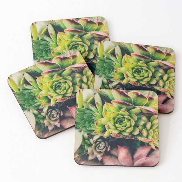 Item preview, Hen & Chick Succulents  designed and sold by WingedByJos.