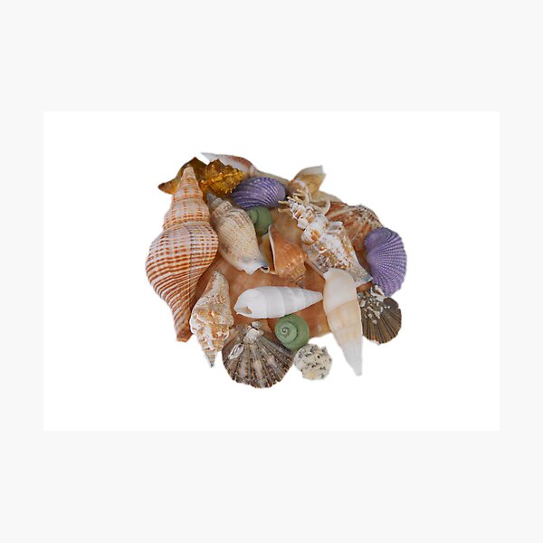 Item preview, Happy Shells designed and sold by designingjudy.