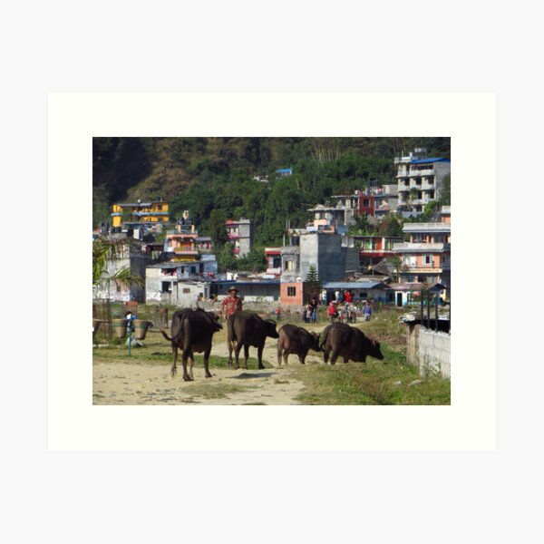 Item preview, Water Buffalo, Lake Side, Pokhara designed and sold by wiggyofipswich.