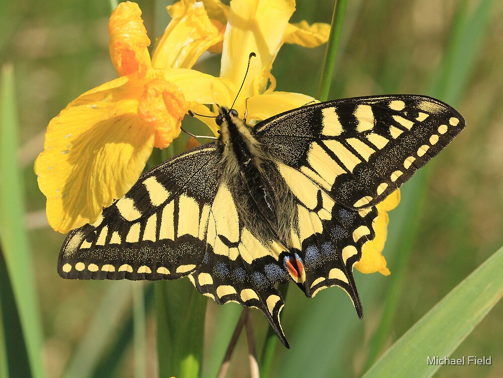 "Swallowtail Butterfly on Yellow Flag Iris flowers, Norfolk Broads" by