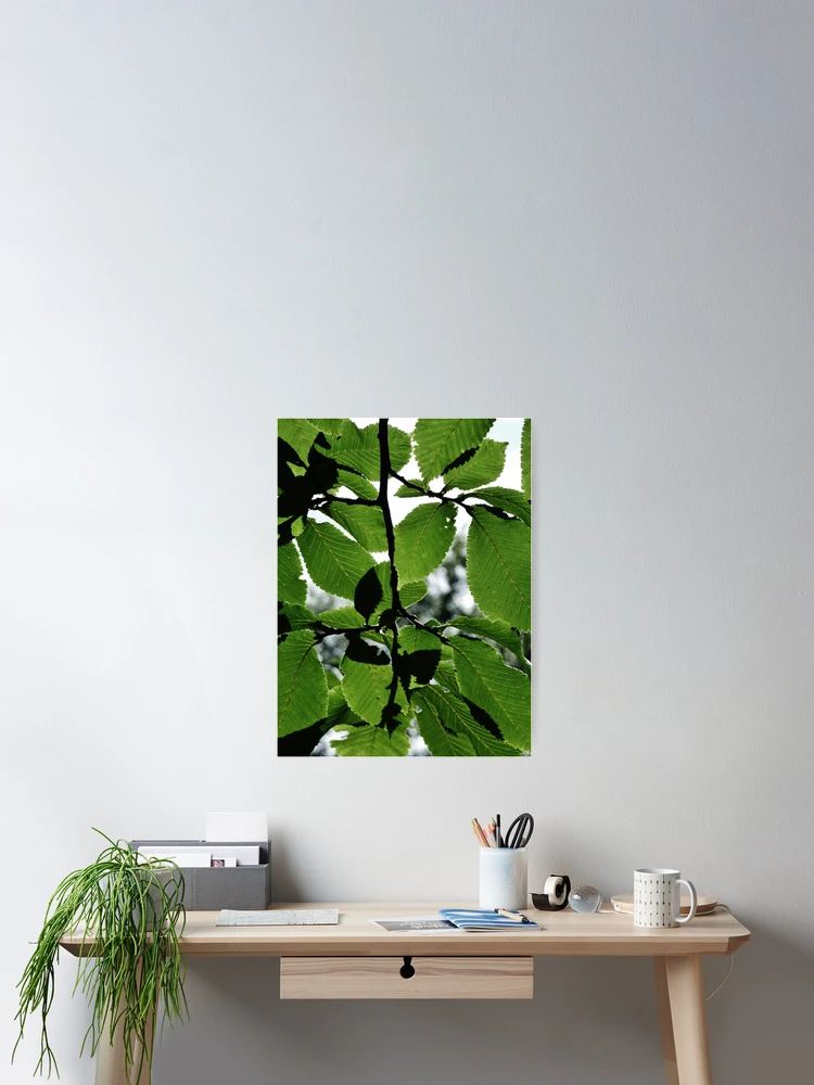 Thumbnail 2 of 3, Poster, Green Spring Leaves designed and sold by Frugal Mr B.