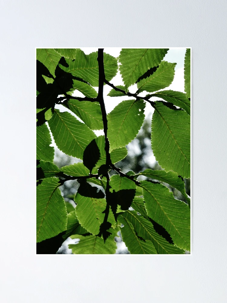 Thumbnail 1 of 3, Poster, Green Spring Leaves designed and sold by Frugal Mr B.