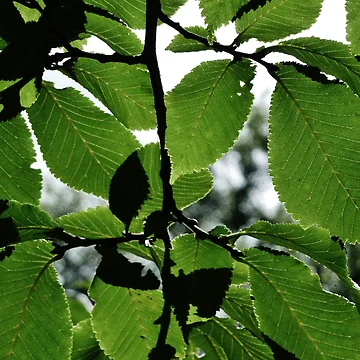 Artwork thumbnail, Green Spring Leaves by Frugal Mr B