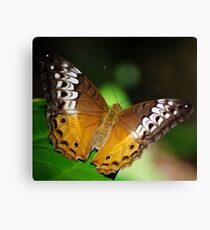 Cruiser Canvas Print