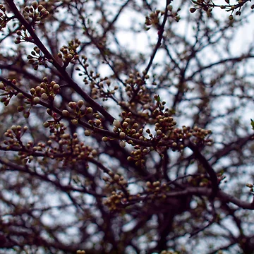Artwork thumbnail, Spring by bunlinked