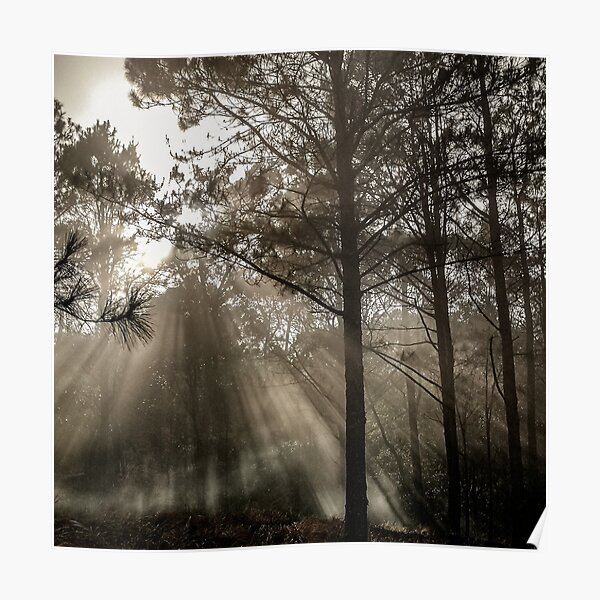 Forest Light Shafts of Light beam through trees" Poster for Sale verypeculiar | Redbubble
