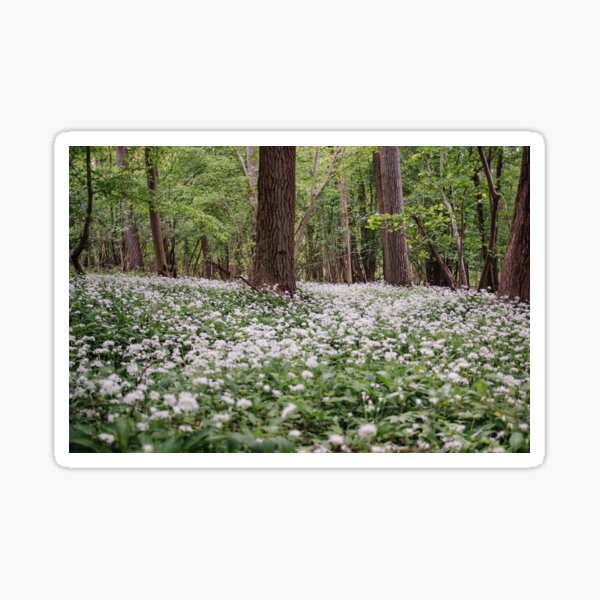 Ramsons White Flower Forest Sticker