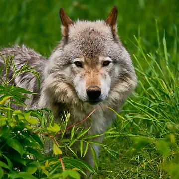 Artwork thumbnail, Timber Wolf by WolvesOnly