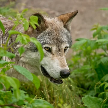 Vorschaubild zum Design Timber Wolf von WolvesOnly