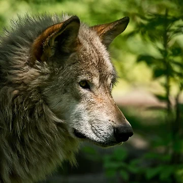 Artwork thumbnail, Timber Wolf by WolvesOnly