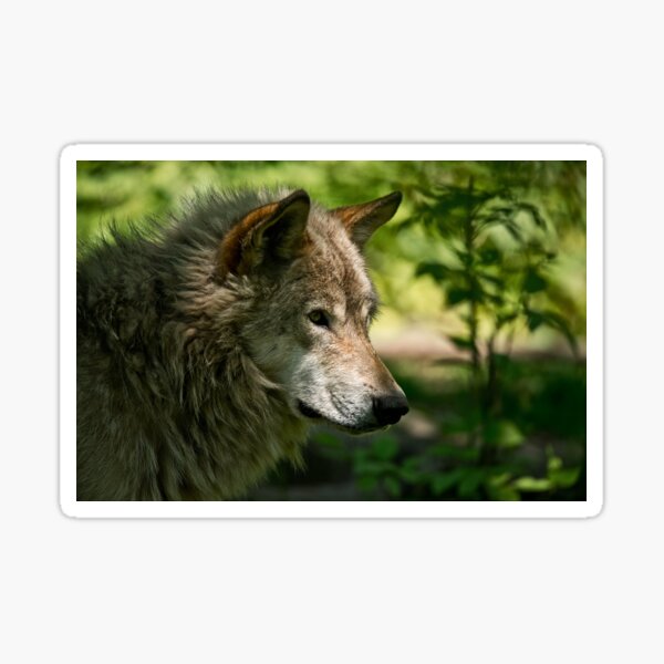 Timber Wolf Sticker