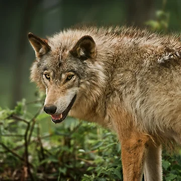 Vorschaubild zum Design Timber Wolf von WolvesOnly