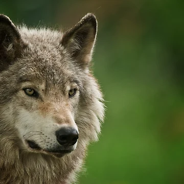 Vorschaubild zum Design Timber Wolf von WolvesOnly