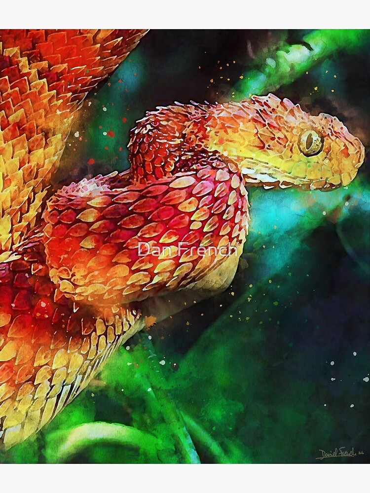 African Bush Viper, Atheris squamigera available as Framed Prints