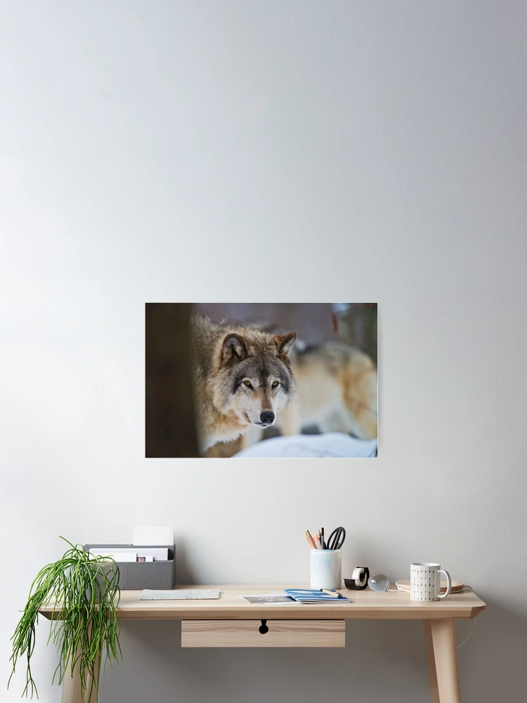 Thumbnail 2 of 3, Poster, Timber Wolf designed and sold by WolvesOnly.